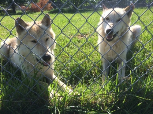 mooseings:My Wolf Park Internship is officially over! Going to miss all these friendly faces ❤️I&rsq