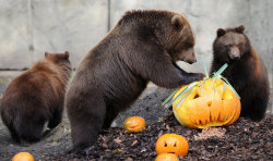 fridaybear:  Halloween weekend is here! Happy