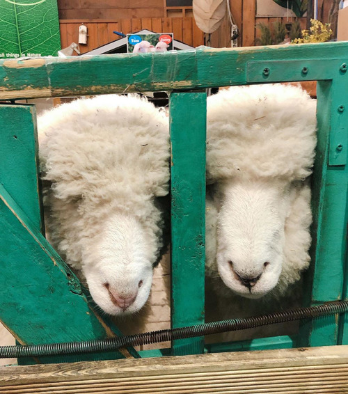 hikingdragon:awesome-picz:This Sheep Cafe In Korea Shares Viral Photos Of A Sheep Getting Washed@tro