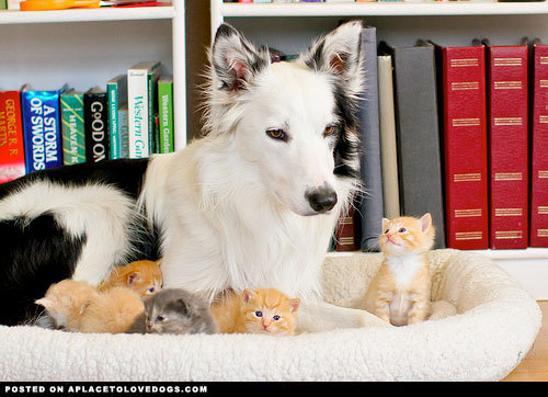 aplacetolovedogs:  Gentle and sweet Border Collie Haku, watching over the wee adorable 3 week old kittens heather christenson/flickr For more cute dogs and puppies