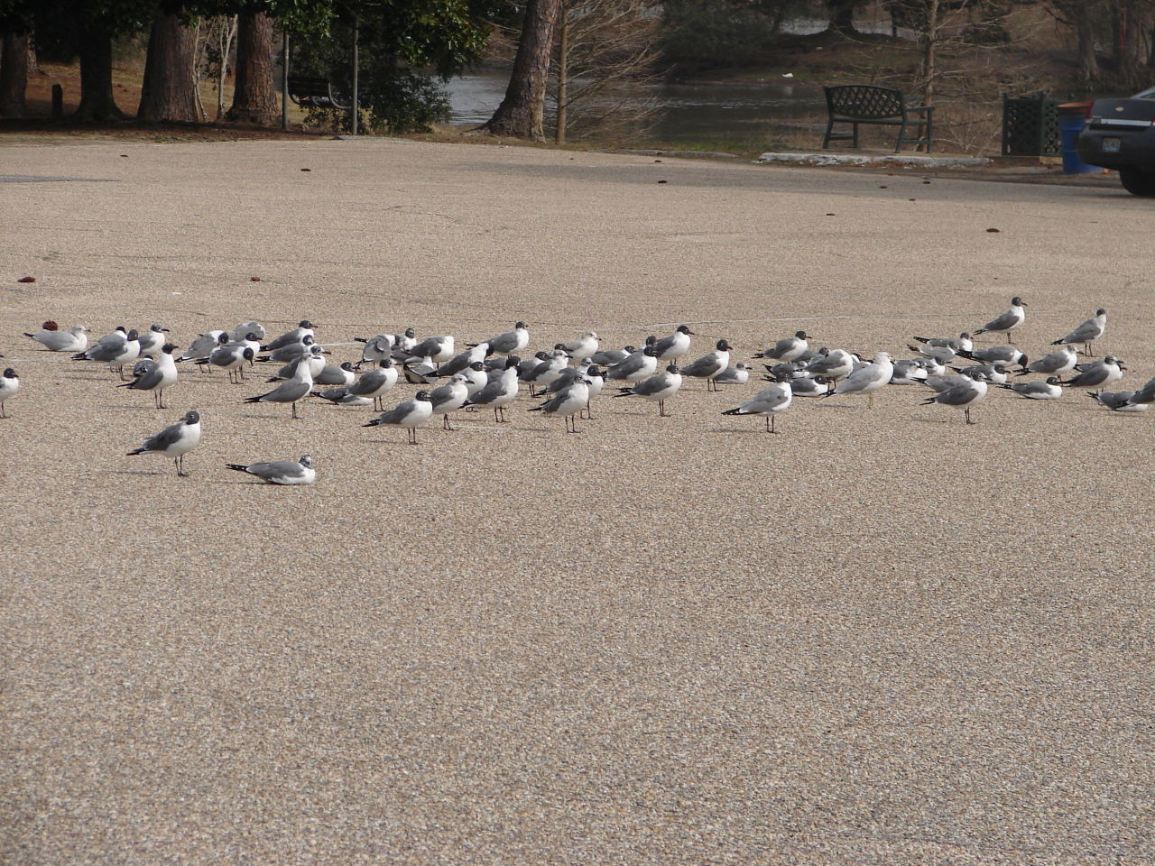 Mine; Seagulls at Langan Park, Mobile, Alabama