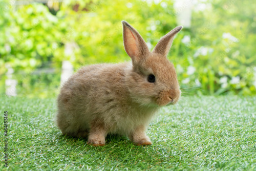 Legend = Bunny With Perky Ears