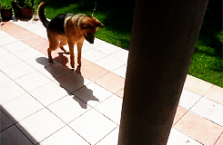 dailyanimals:[x]