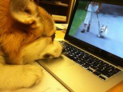 corgiaddict:  Watson checking his online