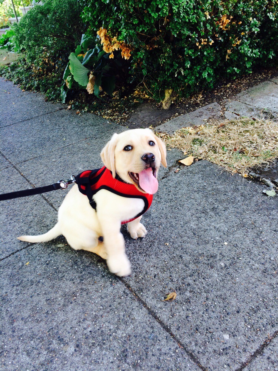 cute-overload:  Ridiculously photogenic puppy. Meet Percy.http://cute-overload.tumblr.com