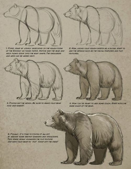 anatoref:  Bear by Aaron Blaise  porn pictures