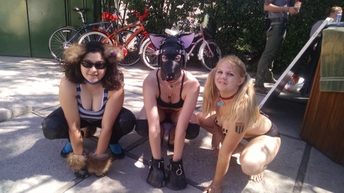 ekhofox:  selinaminx:  From left to right, Willow, Ekho Fox and Pepper Pups at LA Ponies and Critters yesterday … (Photo by DrF)  - SelinaMinx  Yay! It was so much fun playing with the puppies!  Awww! Look at the three of you!! <3