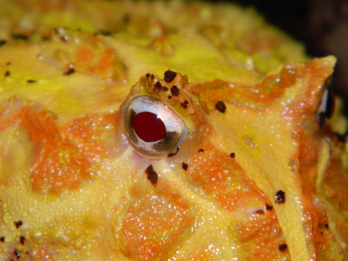 albino pacman frog