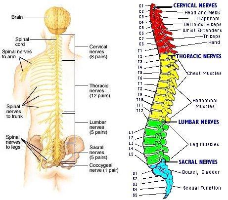 anatomyandphysiology101:  The spinal cord which is located in the (CNS) central nervous system is th