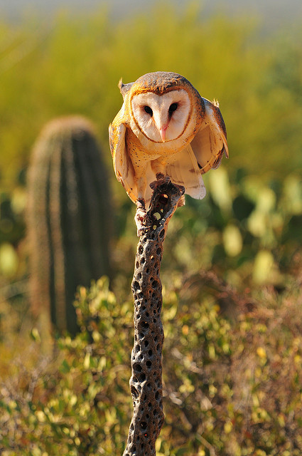 XXX 0ce4n-g0d:  Taking Flight (Barn Owl) photo