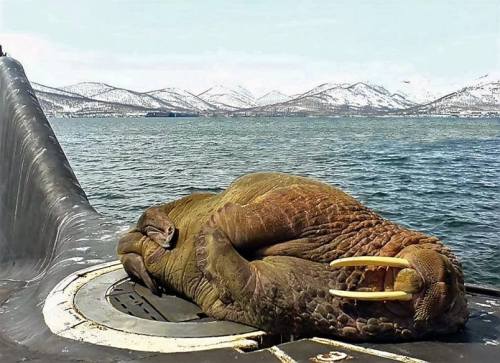 queermobile: hungryghoast: semperannoying: A friendly walrus on a Russian submarine. Love that walru