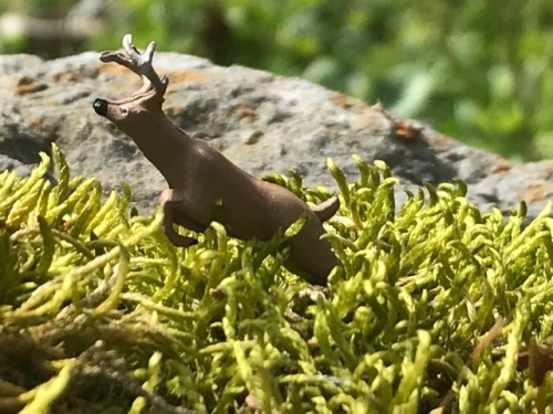 Deer!