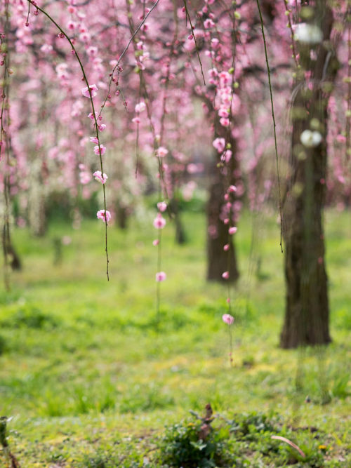 m3411:しだれ梅2015/3/10撮影E-M1,82mm,F2.8,ISO200,1/1000sec #flickstackrFlickr: flic.kr/p/rgzXTs