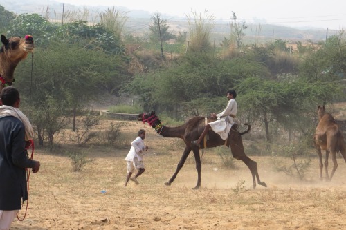 Pushkar camel fair and Hindu celebration