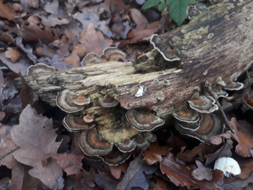 Epping forest, London, UK, December 2020Turkeytail (Trametes versicolor)Next Christmas I want to get