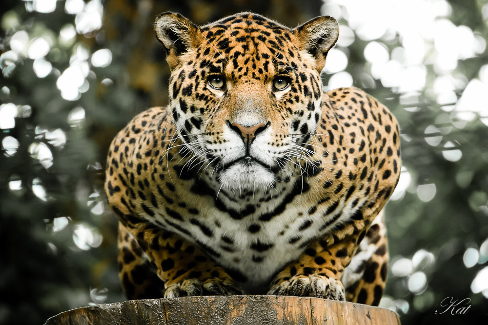 Yolked up Jaguar doin pushups.