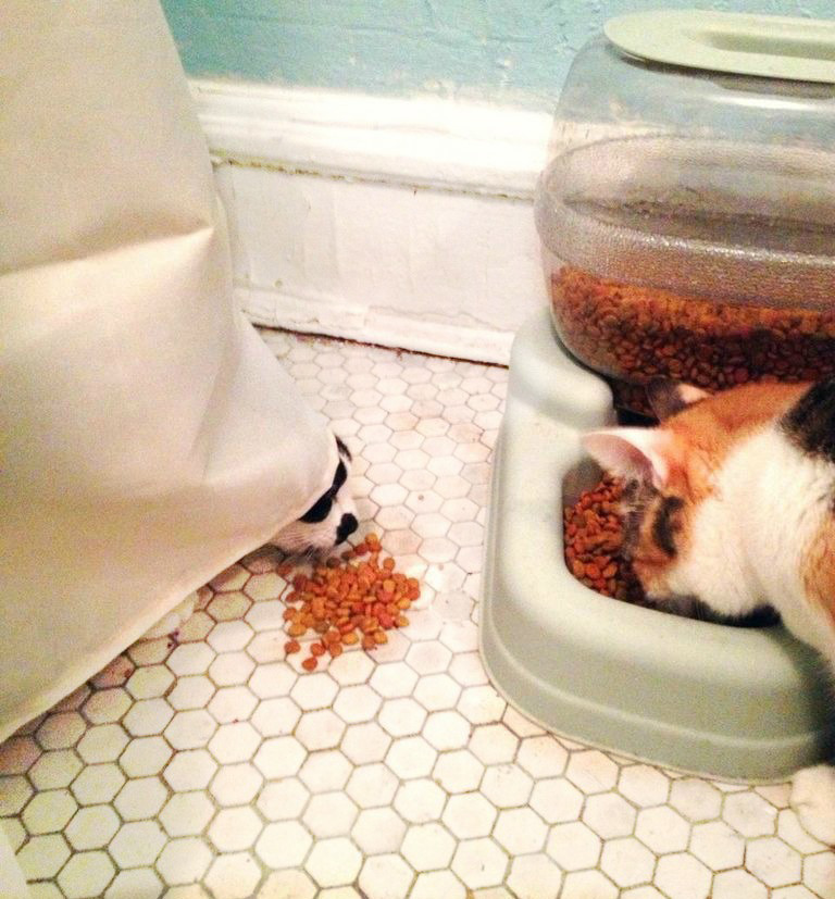 whenever ginny goes to eat, titty will suddenly get a powerful hunger and push her