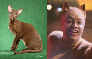 Cats 2019 As Real Cats Because Why Not. Part 2 The Queens.