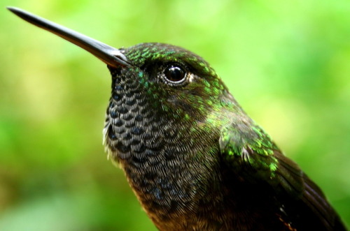 HOARY PUFFLEG(Haplophaedia lugens)Pai, C. 2009. “Hoary Puffleg (Haplophaedia lugens)1″ Nariño, Colum