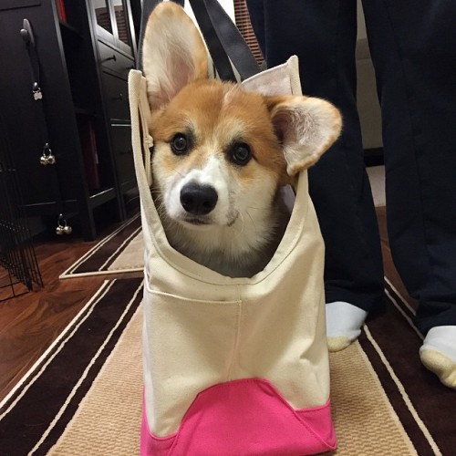 &ldquo;Wait, I can&rsquo;t go with you to Montreal? But I fit in a carry-on bag!&rdquo; Don&rsquo;t 