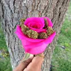 hiwazowskiadventures:  flower for you..or flower for you? 🌳🌹 