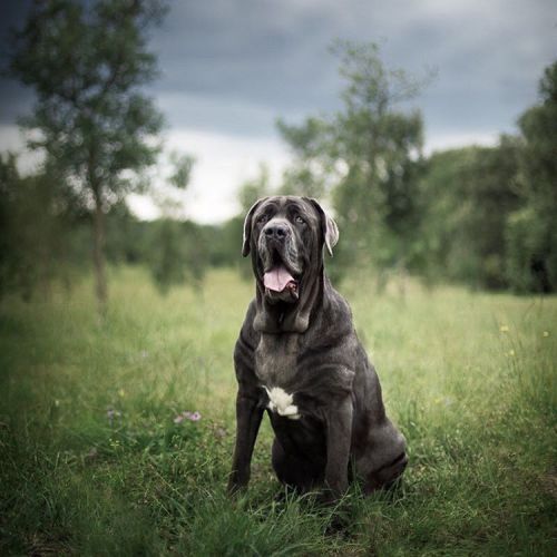 Ares, the most #beautiful #neapolitanmastiff I’ve photographed. He was very gentle… And