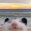 sad-opossum-files