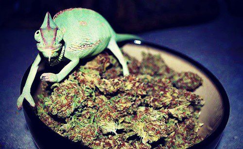 askulloffoxes:  tiger wif yoda bongok im so done