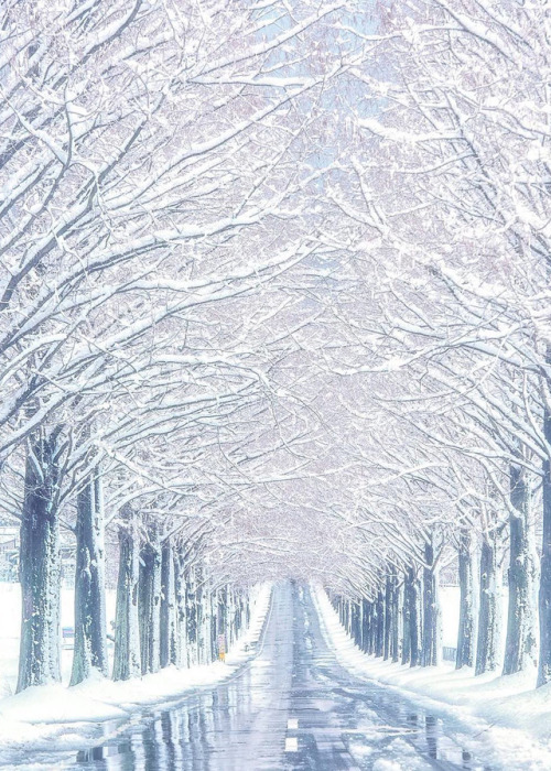 coiour-my-world: Metasequoia trees in snow | Shiga Prefecture | by manabe470204