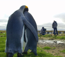 pollo-con-vodka:  &lsquo;Está bien, cariño. Te irá mejor en la próxima audición de National Geographic.&rsquo;