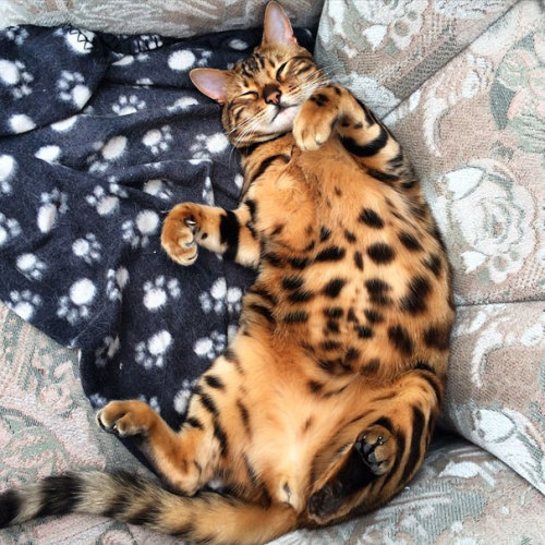 haintxblue: jeuxion: stardustgalaxy: boredpanda: Meet Thor, The Bengal Cat With Purrfectly Beautiful