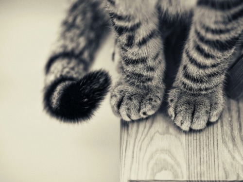 omg paws