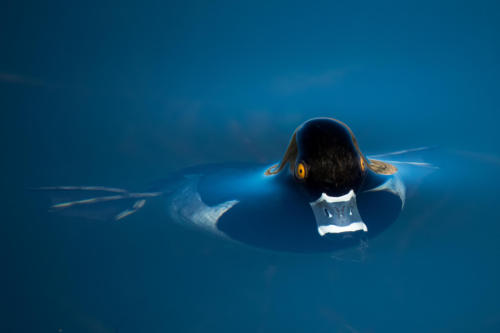  Ring-necked DuckPhotographer: Chris Hartzell