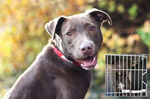 dogjournal: PHOTOGRAPHER TOURS SHELTERS TO HELP DOGS GET ADOPTED - “Our mission is to provide 