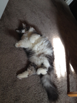derpycats:  This is Moosifur, the mainecoon/ragdoll mix. The alarm on my phone woke her up from a sun beam and uh.