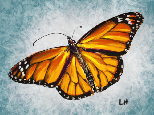 A quick little monarch butterfly study for Western Monarch Day.If you have garden space, or even a p