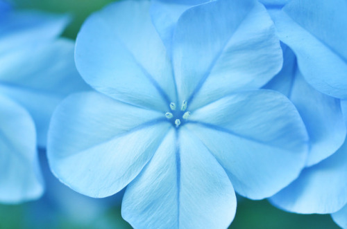 flora-file: bramphotography:My little flower garden: study in blue  Plumbago blue