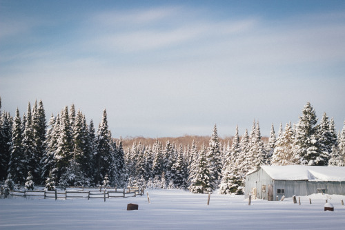 maccalarco:  Went for a drive today with my friend Zach, found this farmhouse surrounded by some beautiful trees. 