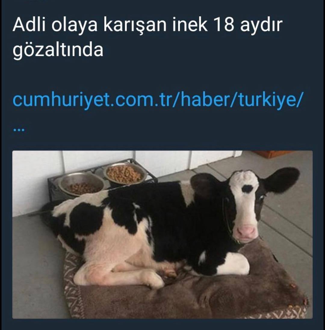 Adli olaya karışan inek 18...