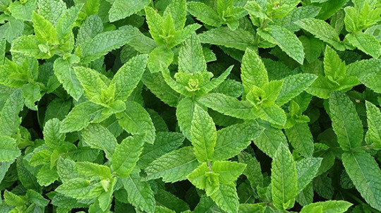 Medicinal shrub and tree species include peppermint