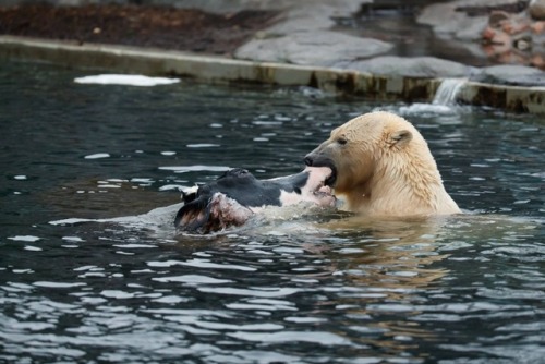 southernsideofme:The polar bear in Copenhagen Zoo gets a cow head about once a week.