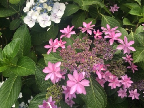 shoku-and-awe: I appreciate the hydrangea in June, because they’re beautiful and also because 