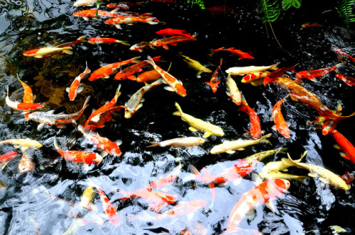 Koi Fish Pond