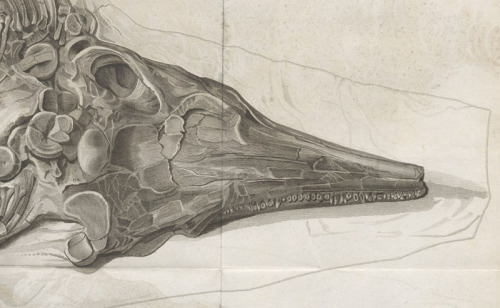 lindahall:Everard Home – Scientist of the Day Everard Home, a British anatomist and surge
