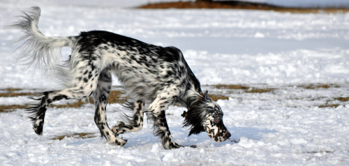 running-dog:qualitydogs:Photo by RachelWow, this guy has such striking markings.