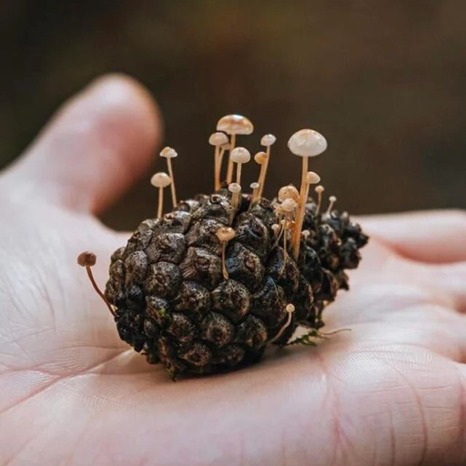 wyldefungi:Jenn St-Onge