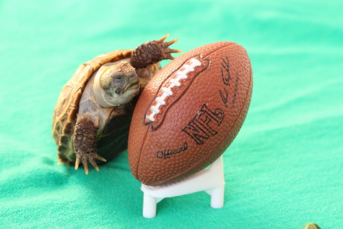 thewhimsyturtle:Super Bowl XLIX, Part 1It’s Super Bowl Sunday! After Ballghazi/Deflategate, c