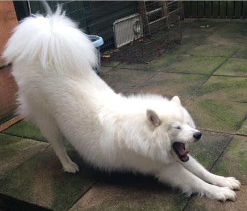 cloudthesamoyed:  sometime you just gotta scream
