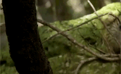 submariet:svartvitkatt-blog:The kakapo is one of the rarest parrots in the world:It’s flightlessIt’s