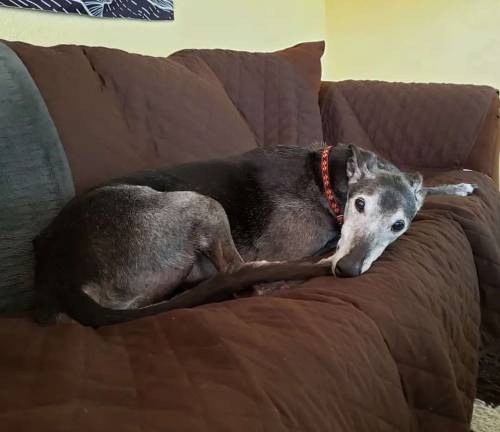 He’s probably daydreaming about the park #greyhound #retiredracer #spooniepets #greyhoundsofin